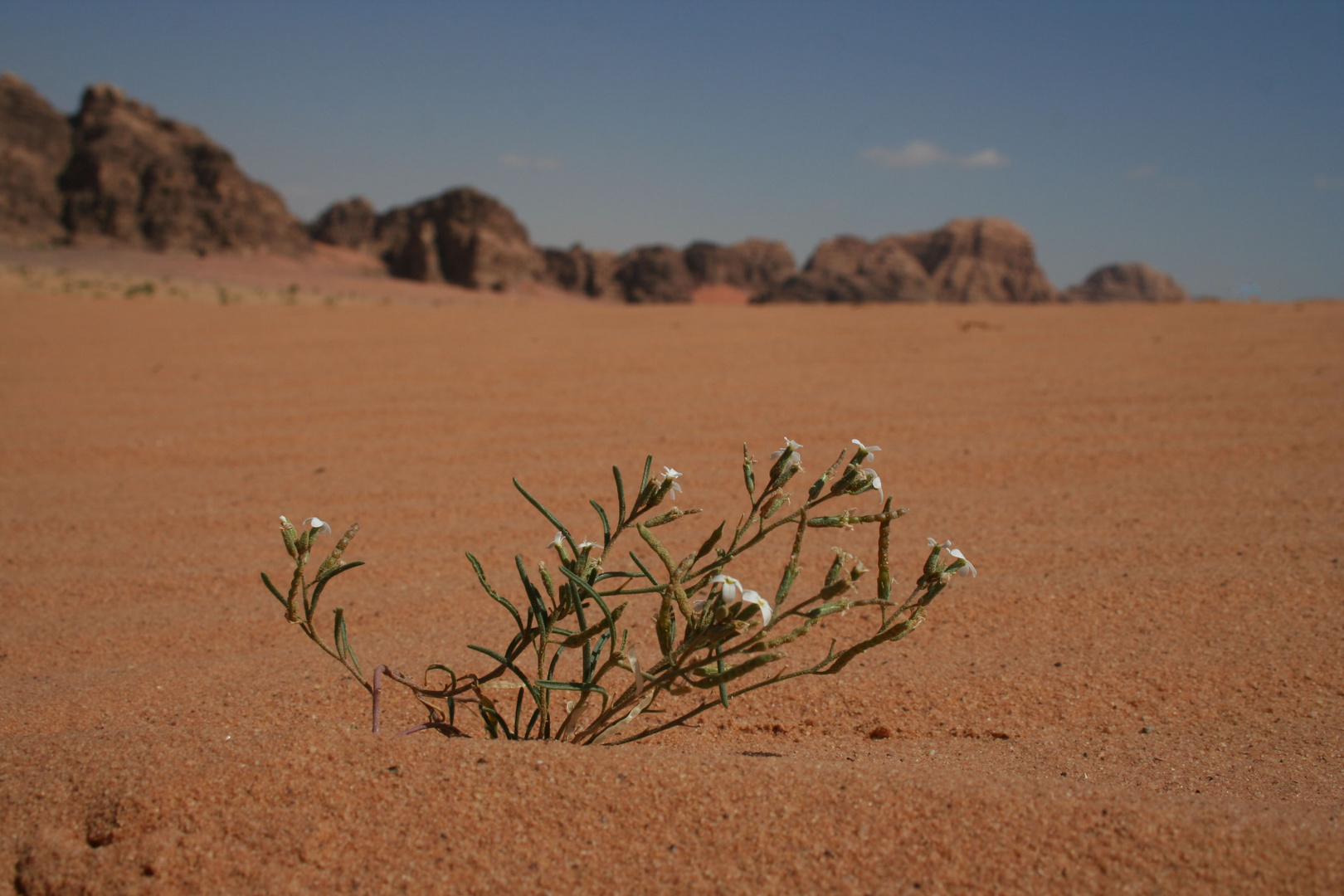 Flower Power in der Wadi Rum