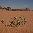 Flower Power in der Wadi Rum