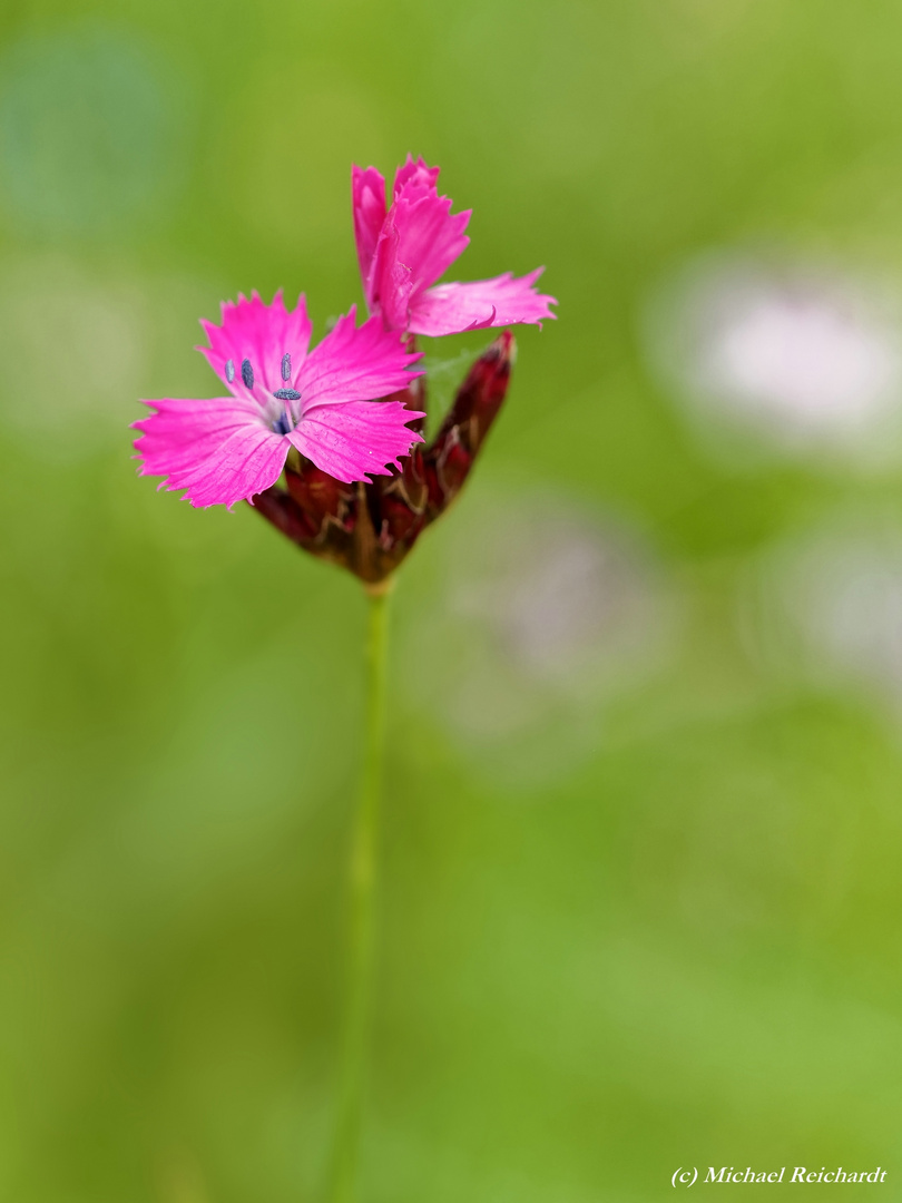 Flower Power: Kartäusernelke