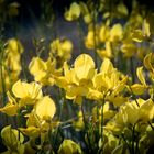 Flower Power - krasses gelb