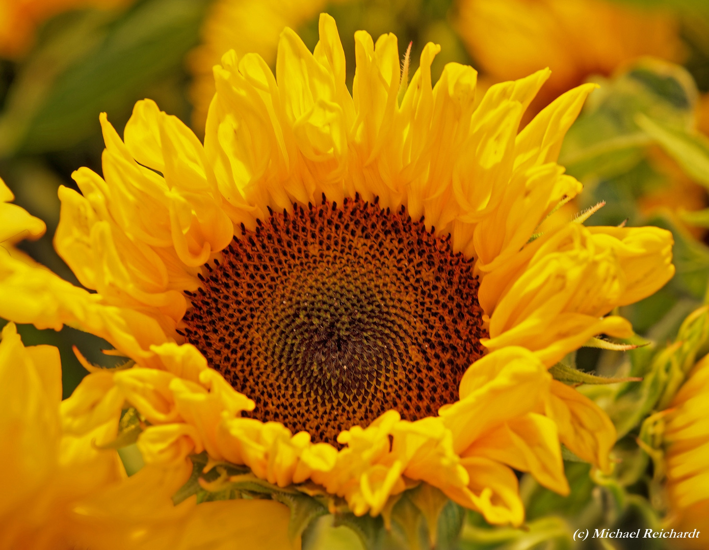 Flower Power: Lasse die Sonne dir ins Herz lachen