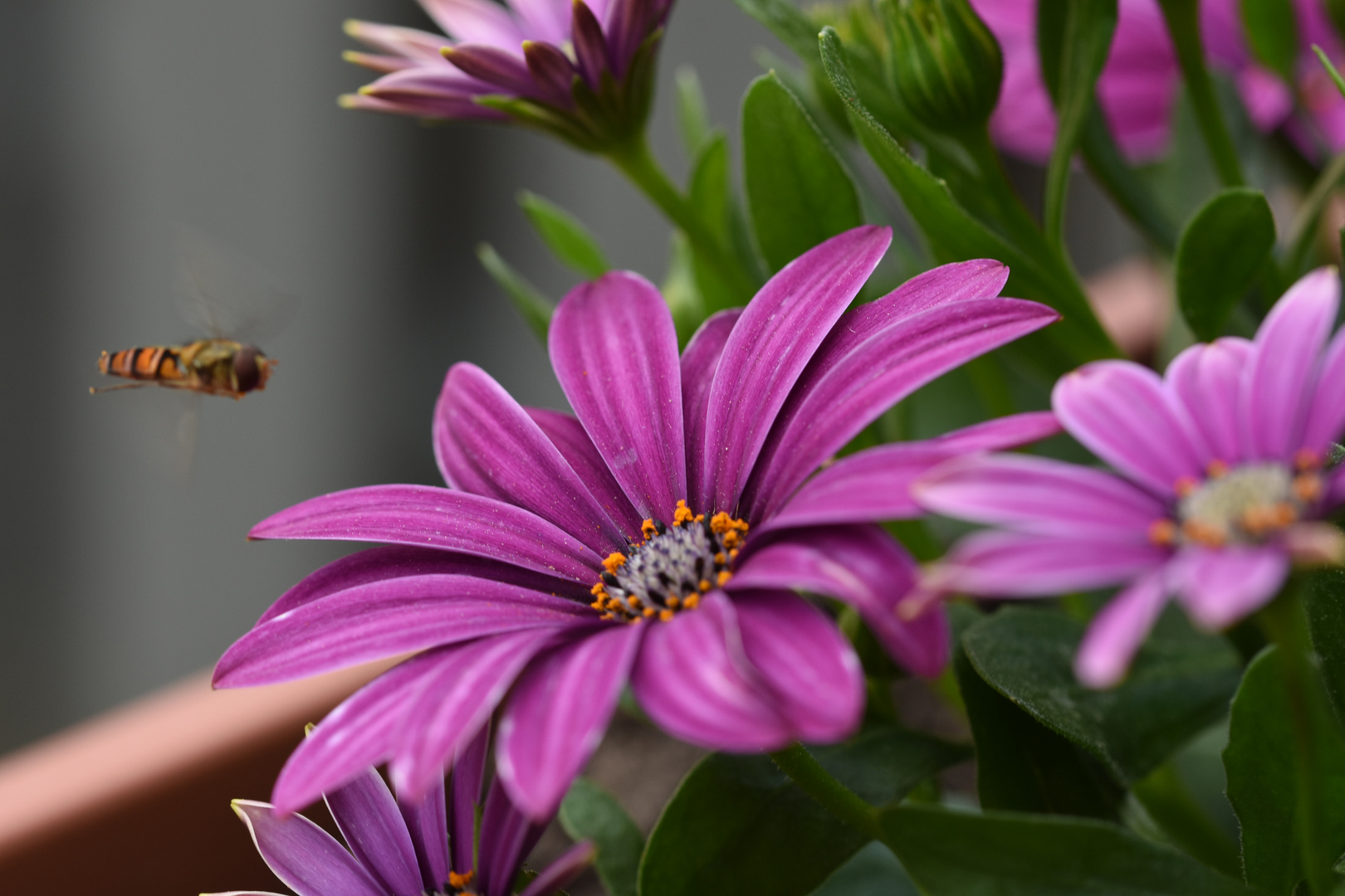 Flower Power mit Besucher 