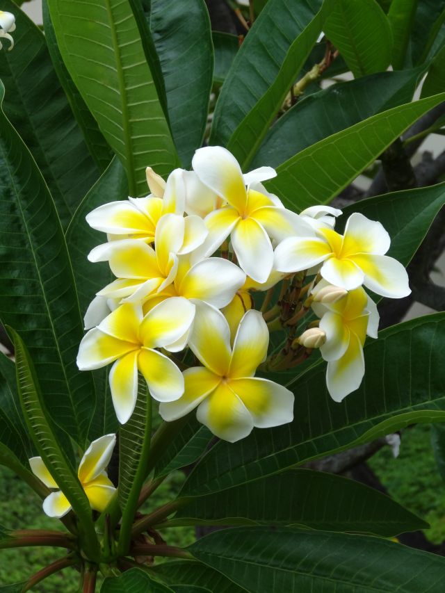 Flower Power of Maui