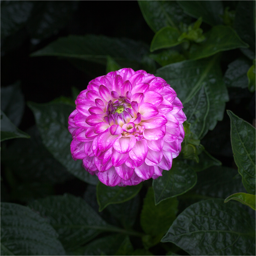 flower power - violet