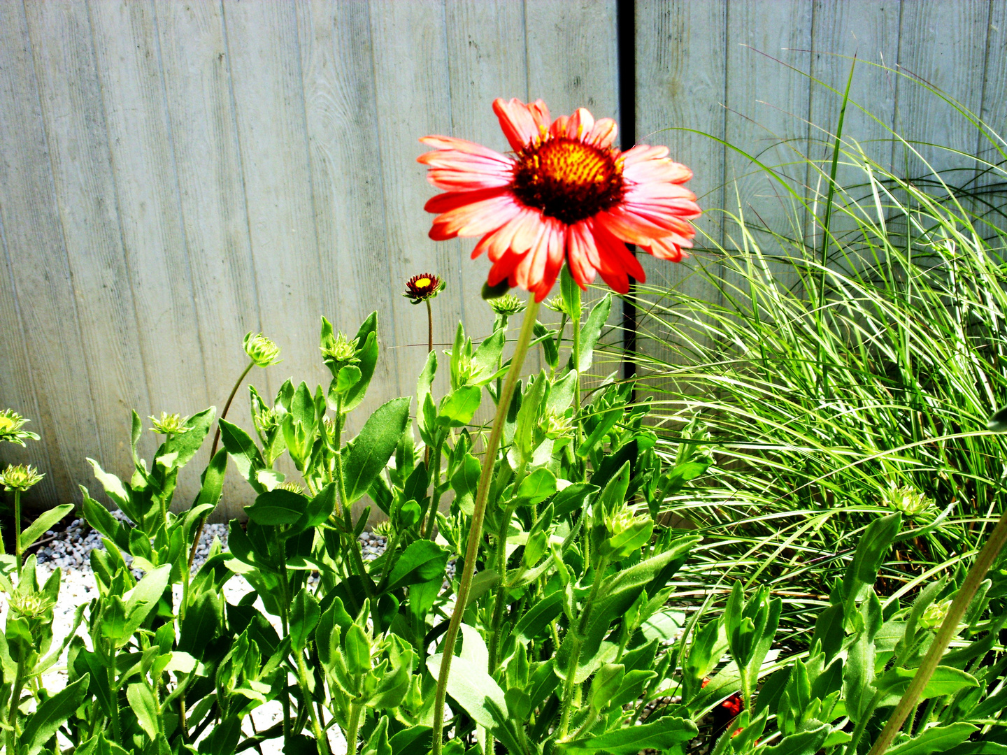 Flower Power vor Beton