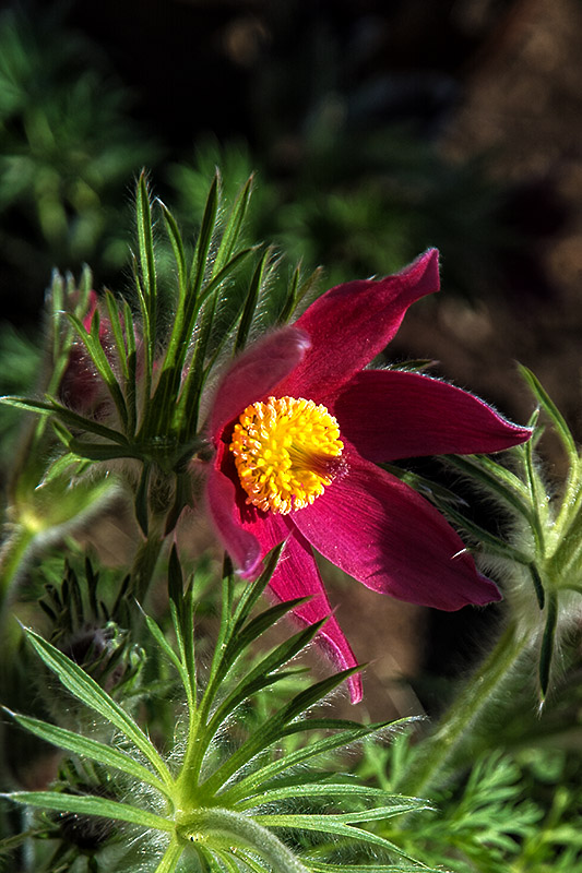 Flower Power10: Mittwochsplümchen, mittig ;-)