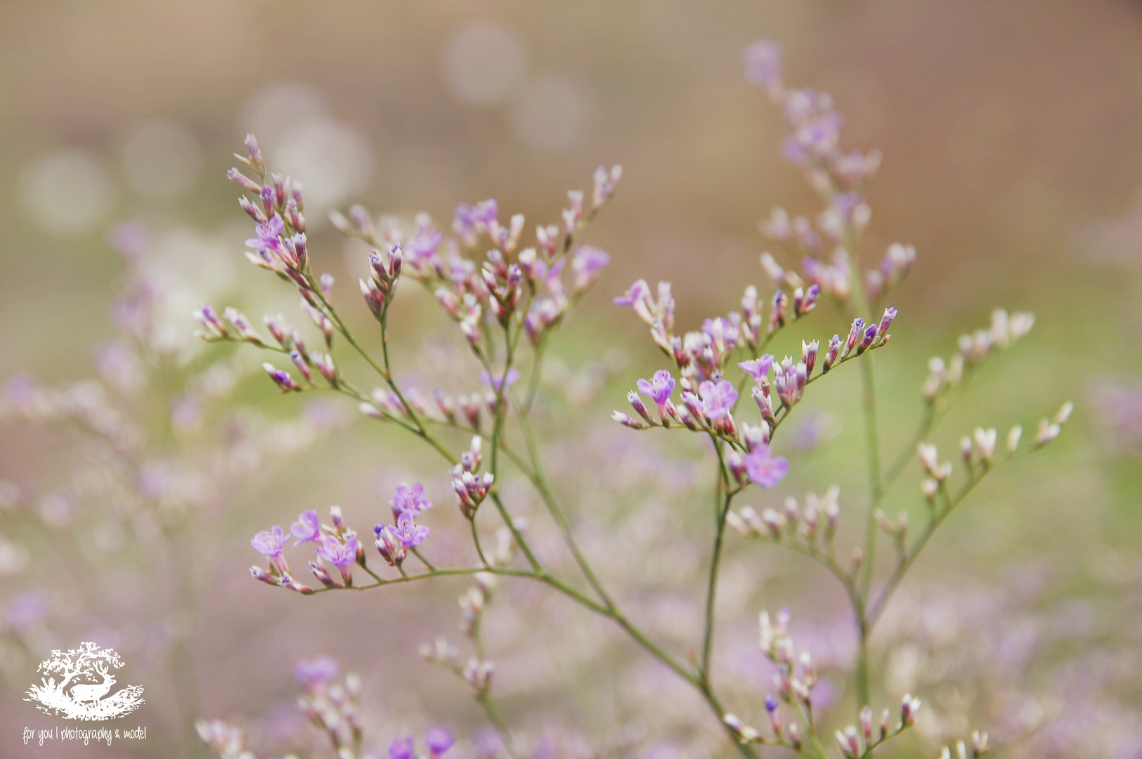 | FLOWER PROMENADE |