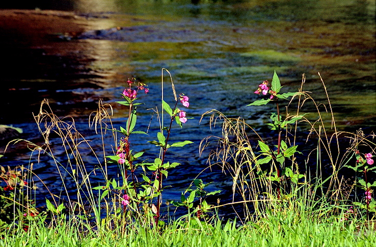 Flower River...