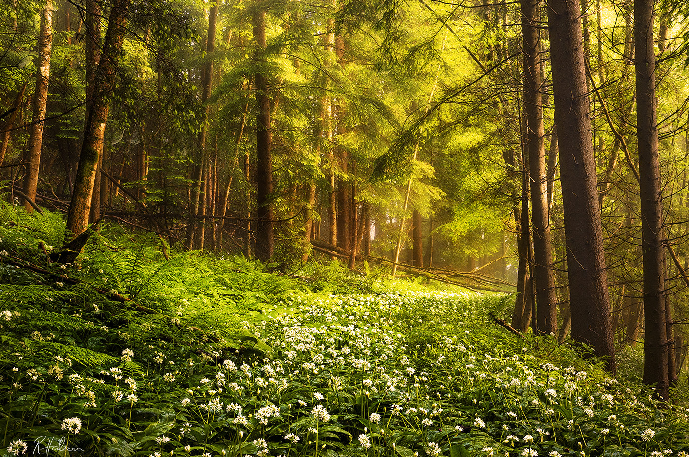 Flower Road Foto & Bild landschaft, wald, landscape Bilder auf