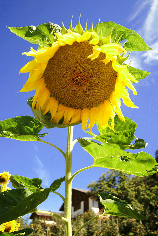 Flower says "Hi!"