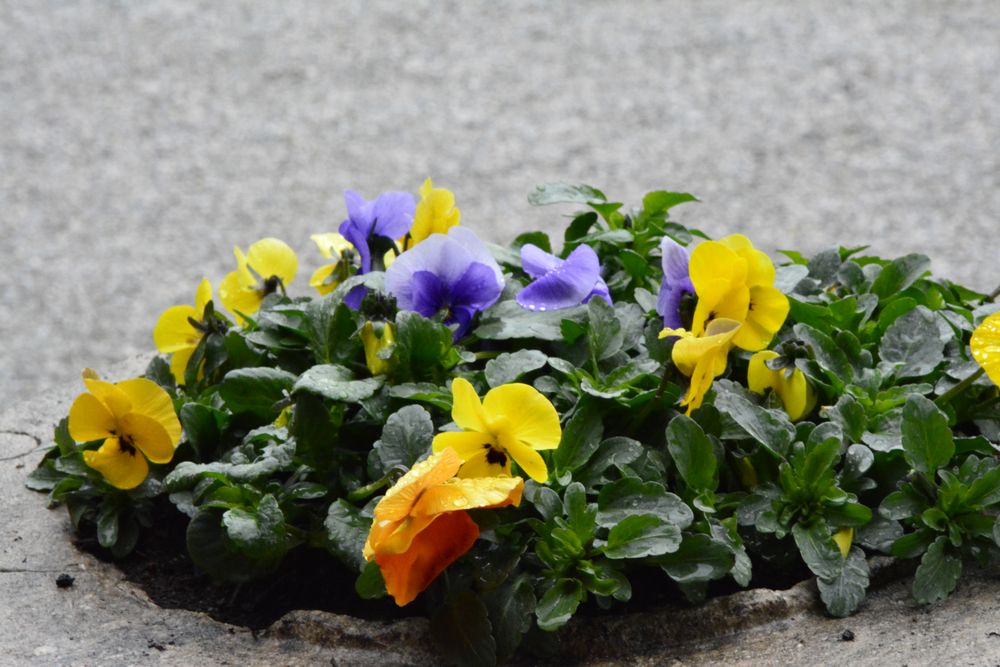 Flower - Schloss Hellbrunn 