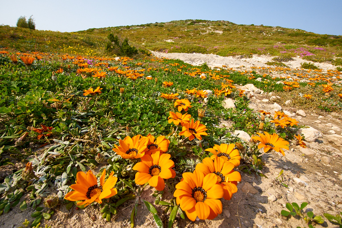 Flower Season