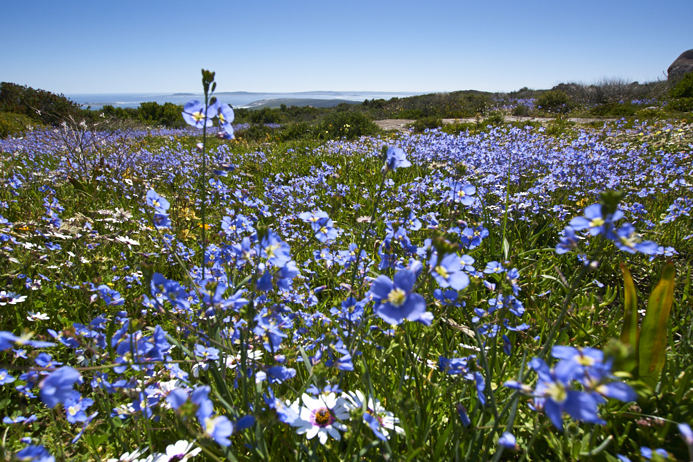 flower season I