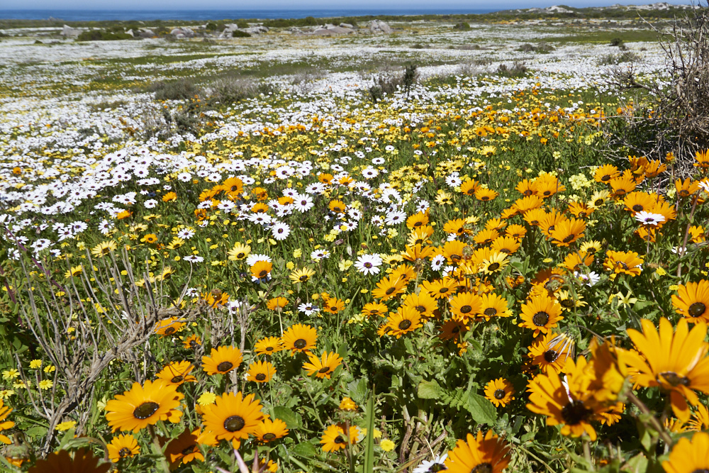 flower season III