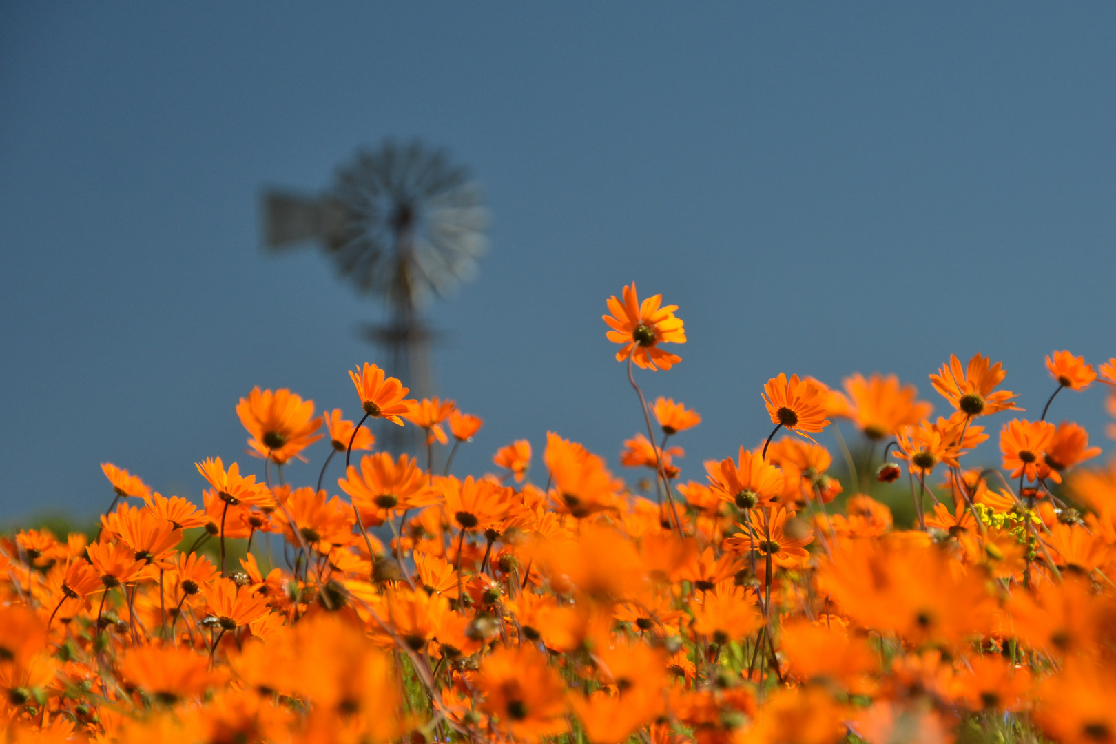 Flower Season in Namakwaland