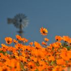 Flower Season in Namakwaland