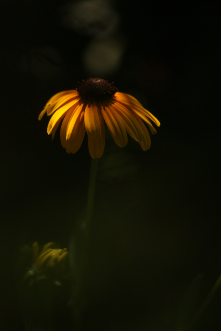 Flower, shadow