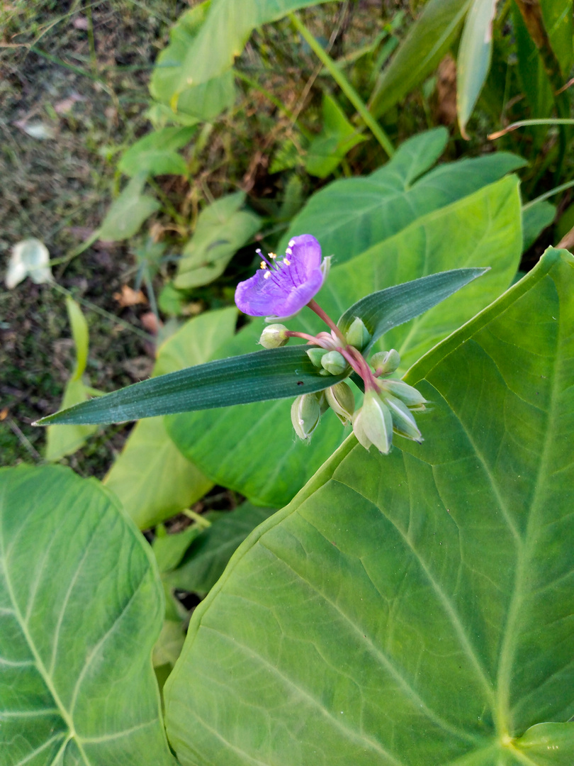 Flower Showing The Way.