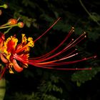 Flower, Singapore Botanic Garden