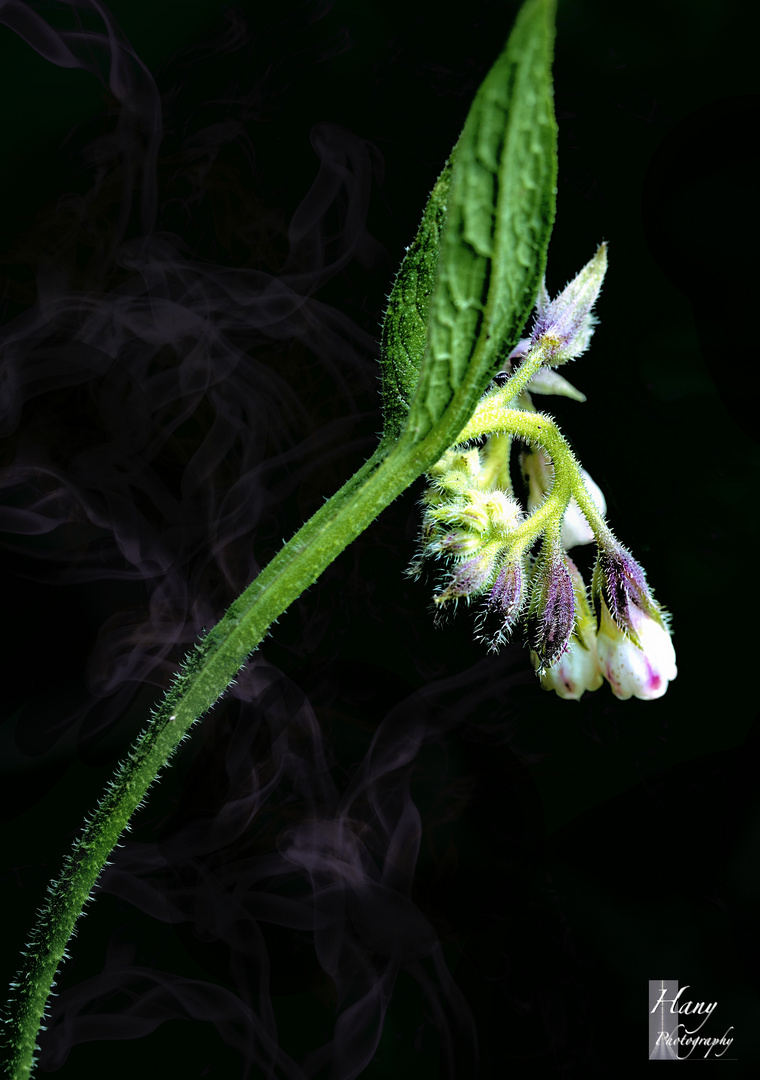 Flower Smoke 