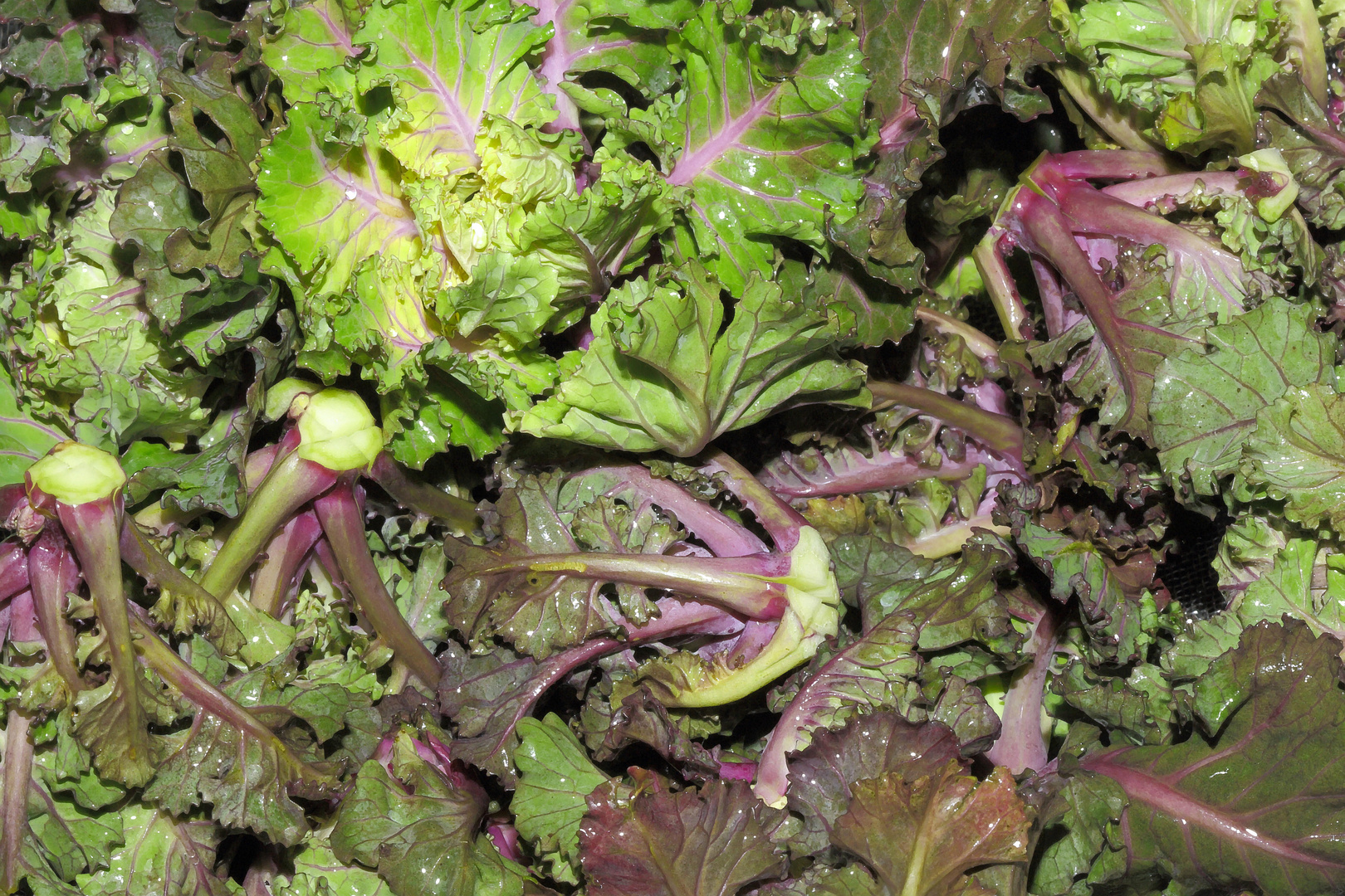 Flower Sprout 1 Foto & Bild stillleben, foodfotografie, obst