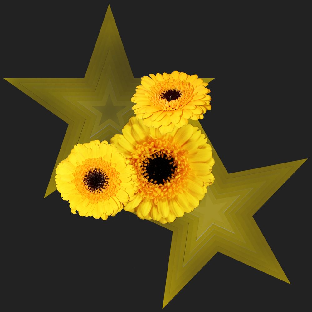 flower star Foto & Bild art, spezial, natur Bilder auf