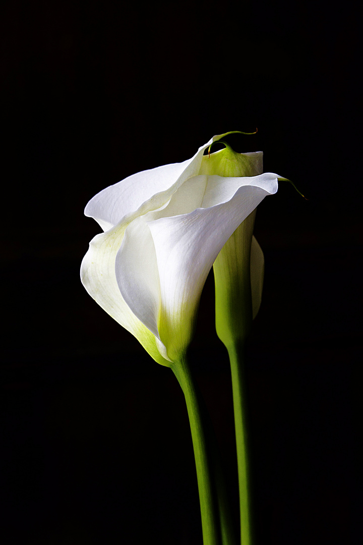 Flower still life