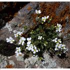 Flower & Stone