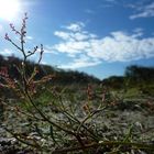 Flower & Sun