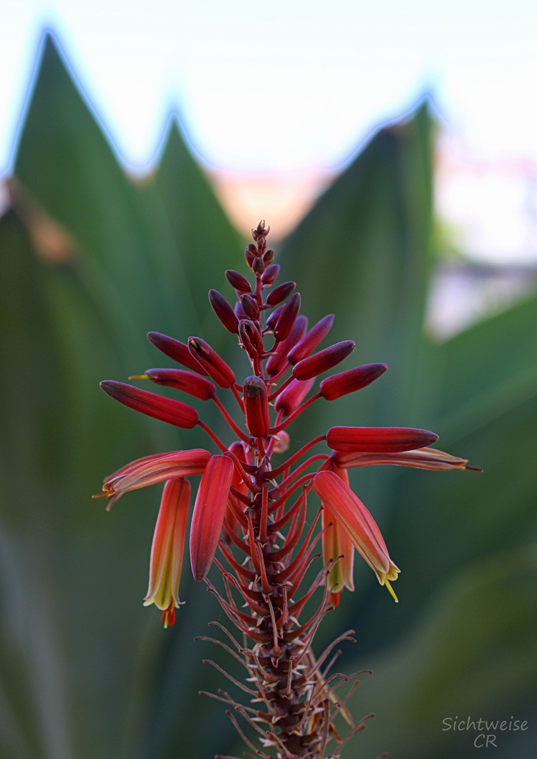 Flower - Teneriffa