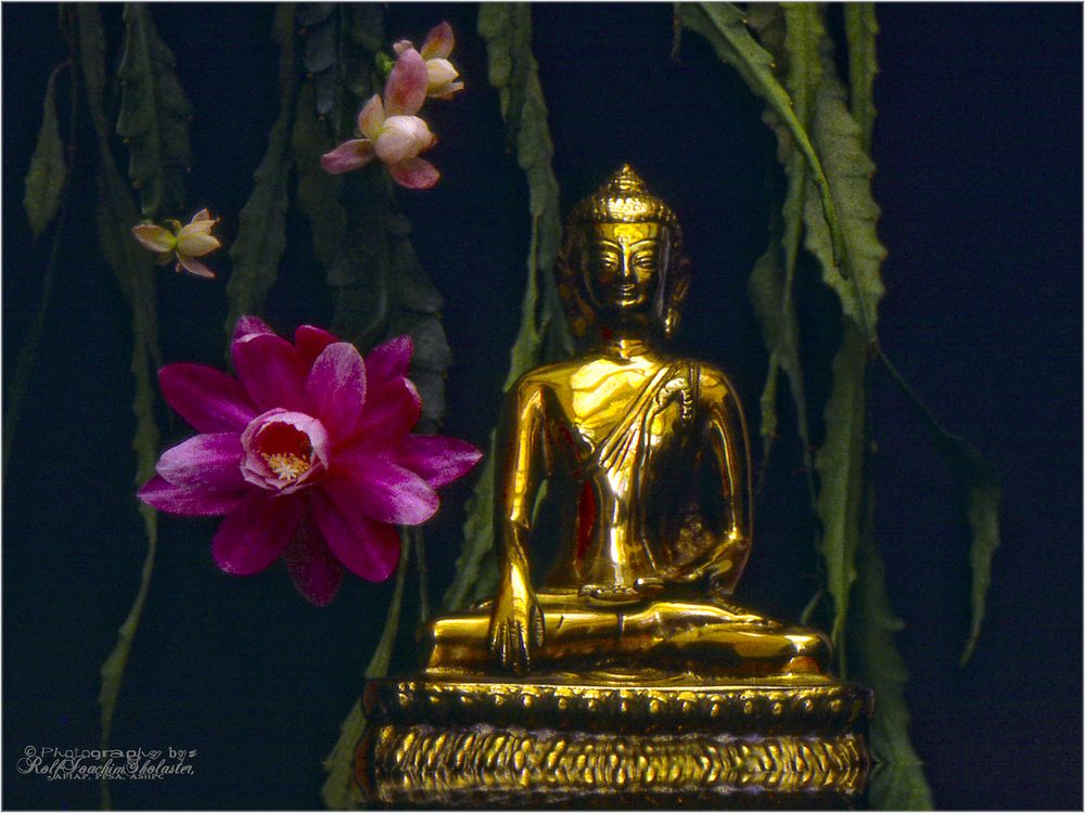 '' Flower to Bouddha ''