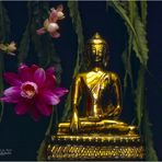 '' Flower to Bouddha ''