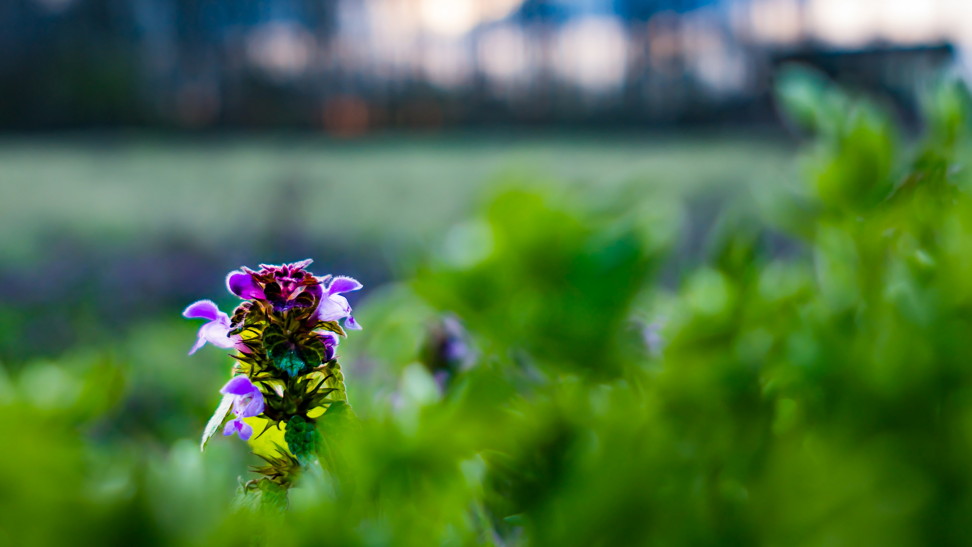 Flower totally in FOCUS