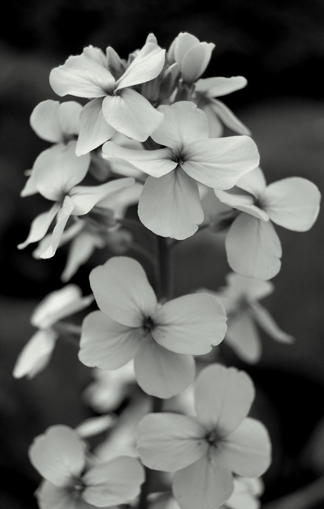 Flower Tower