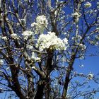 Flower Tree