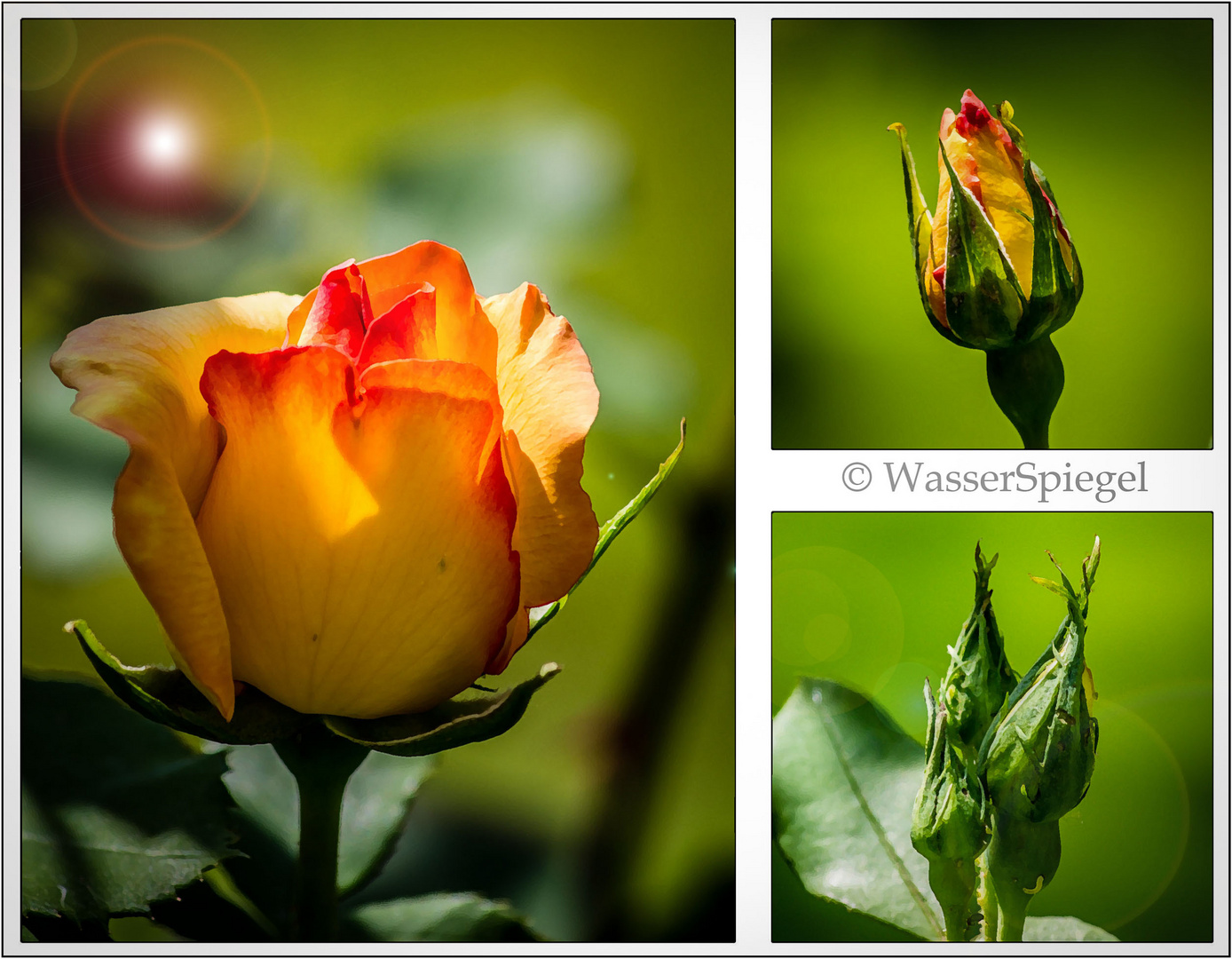 Flower - Triptych
