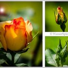Flower - Triptych