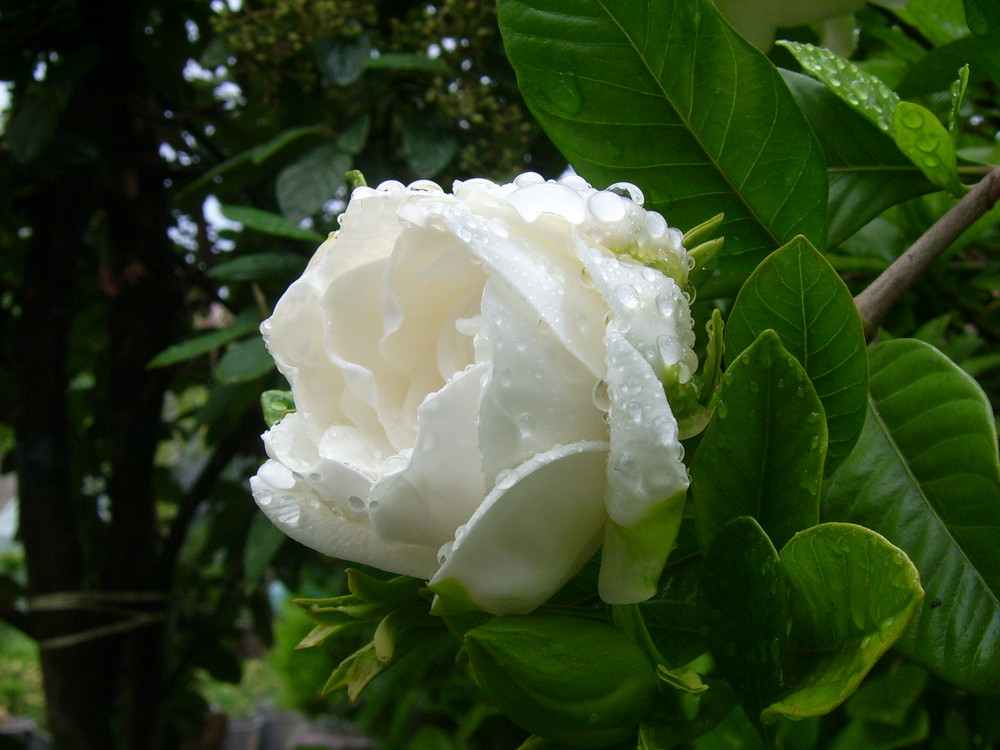 flower under rain