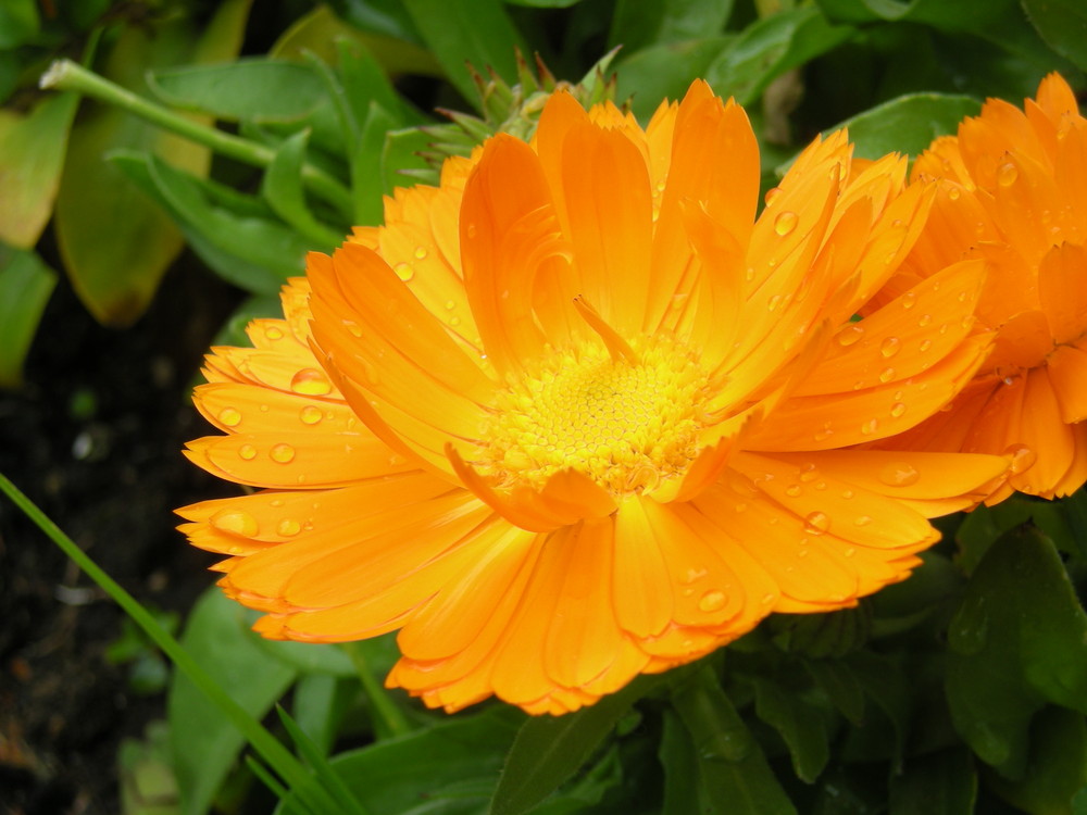 Flower under the rain