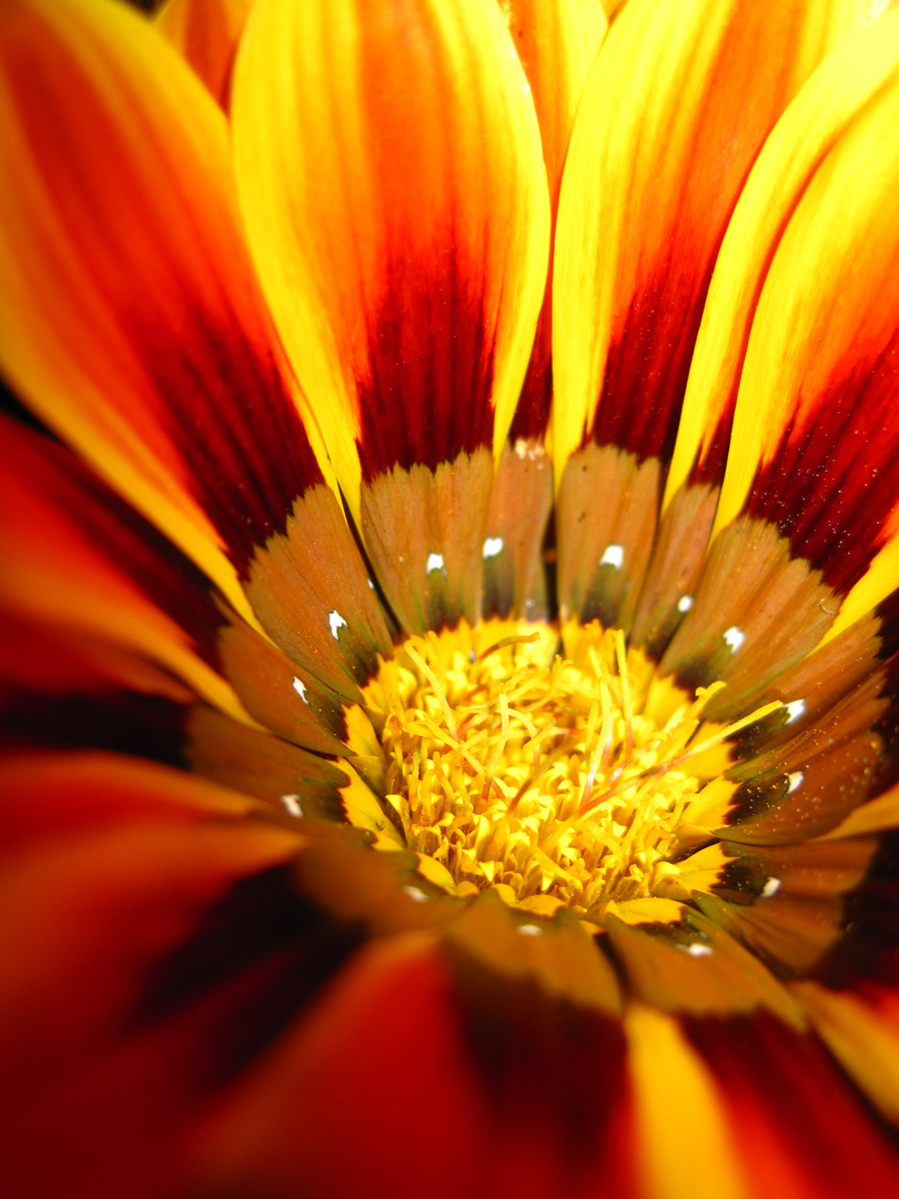 flower up close