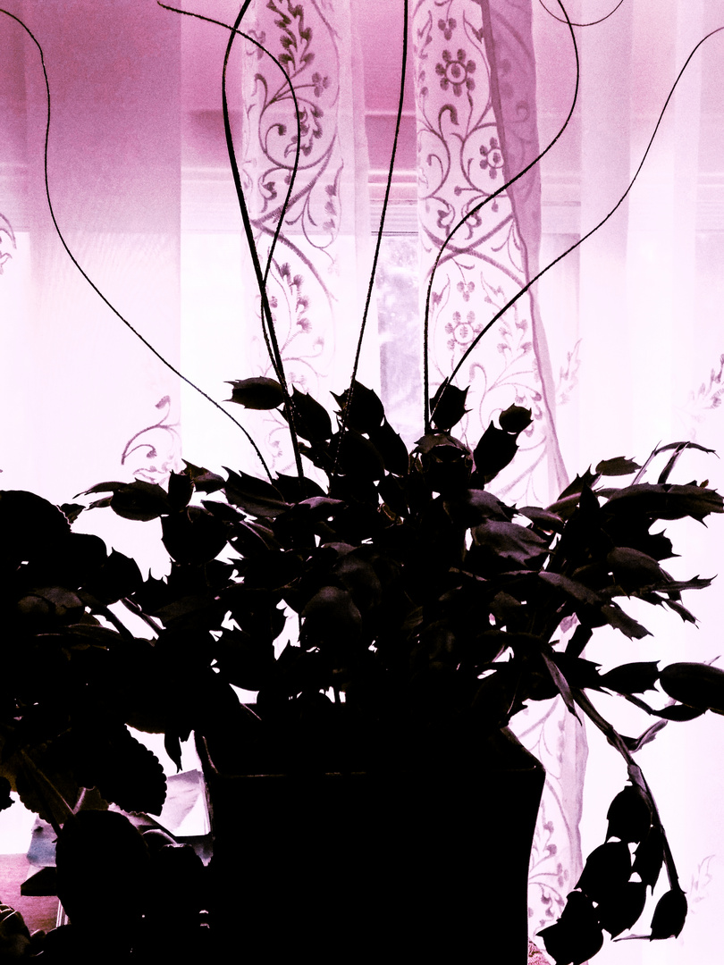 Flower Vase Silhouette