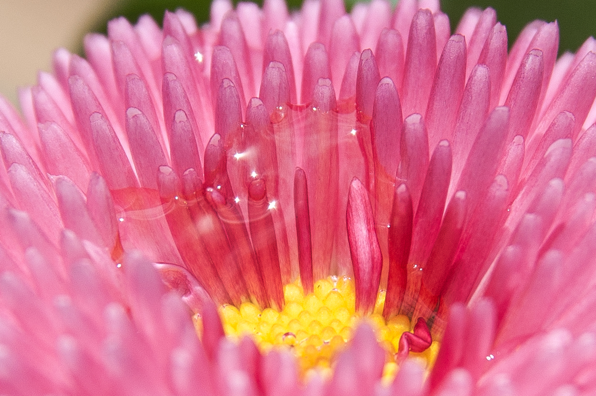 Flower & Water