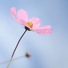 flower with blue sky