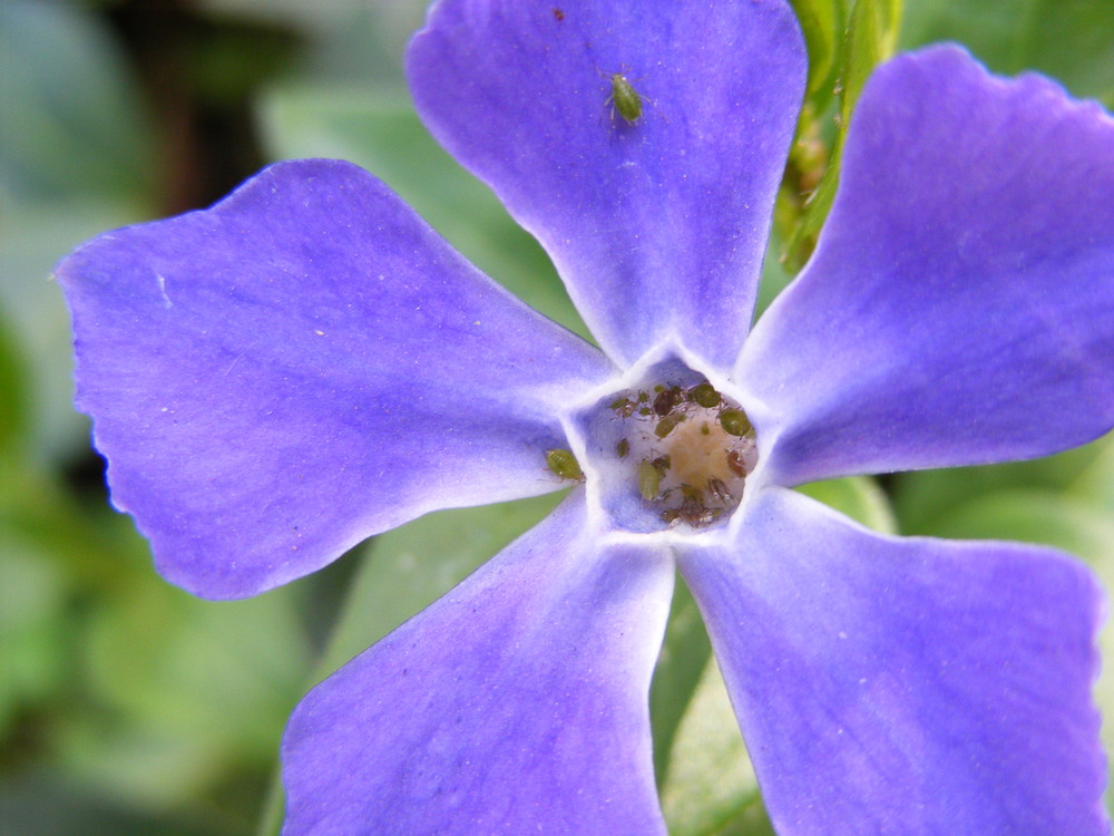 Flower with Bugs - Macro Style