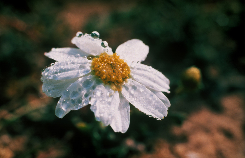 Flower with Diamonds