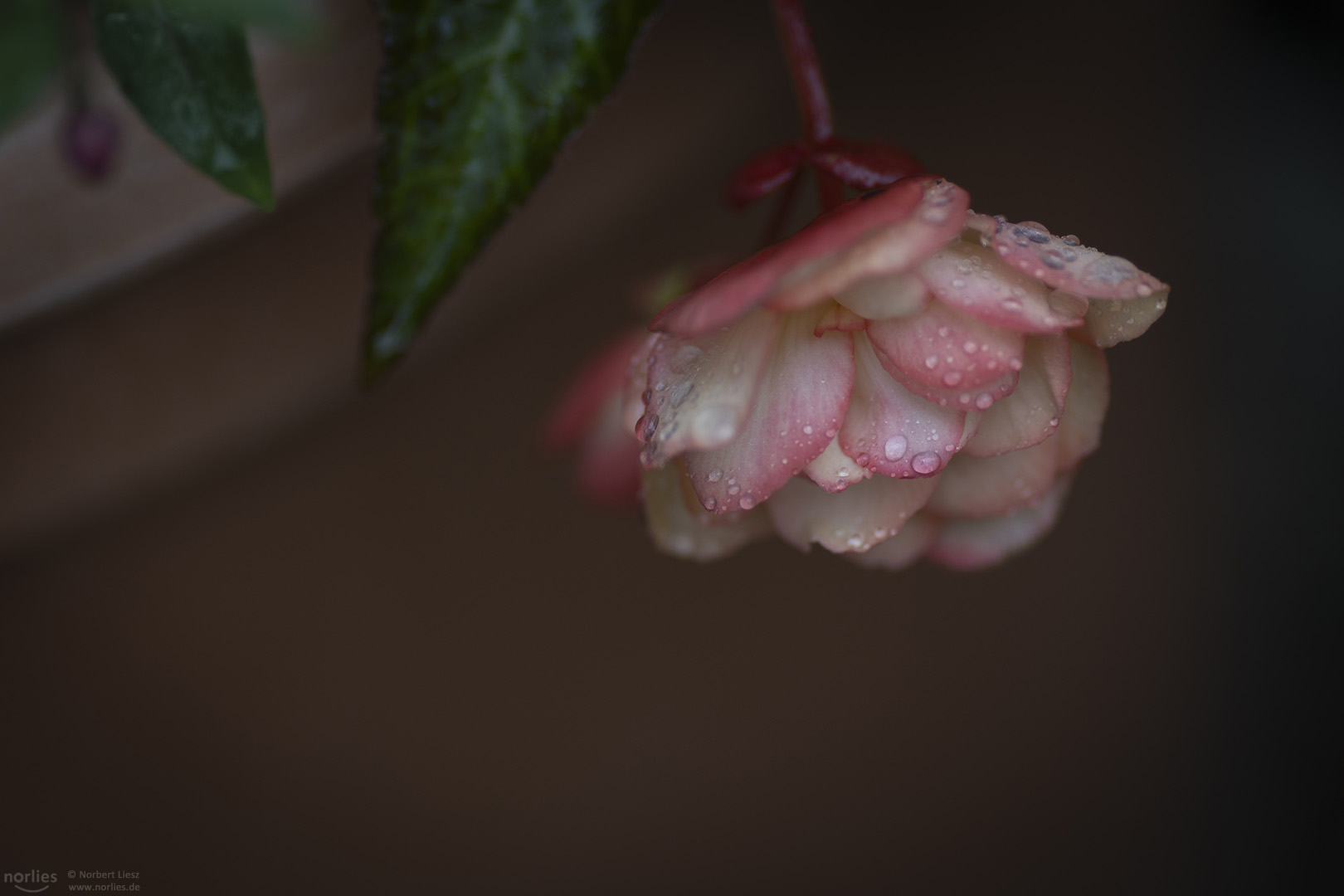 Flower with drops