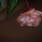 Flower with drops