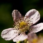 Flower with pistil   