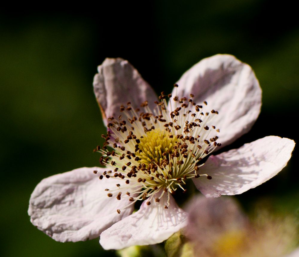 Flower with pistil   