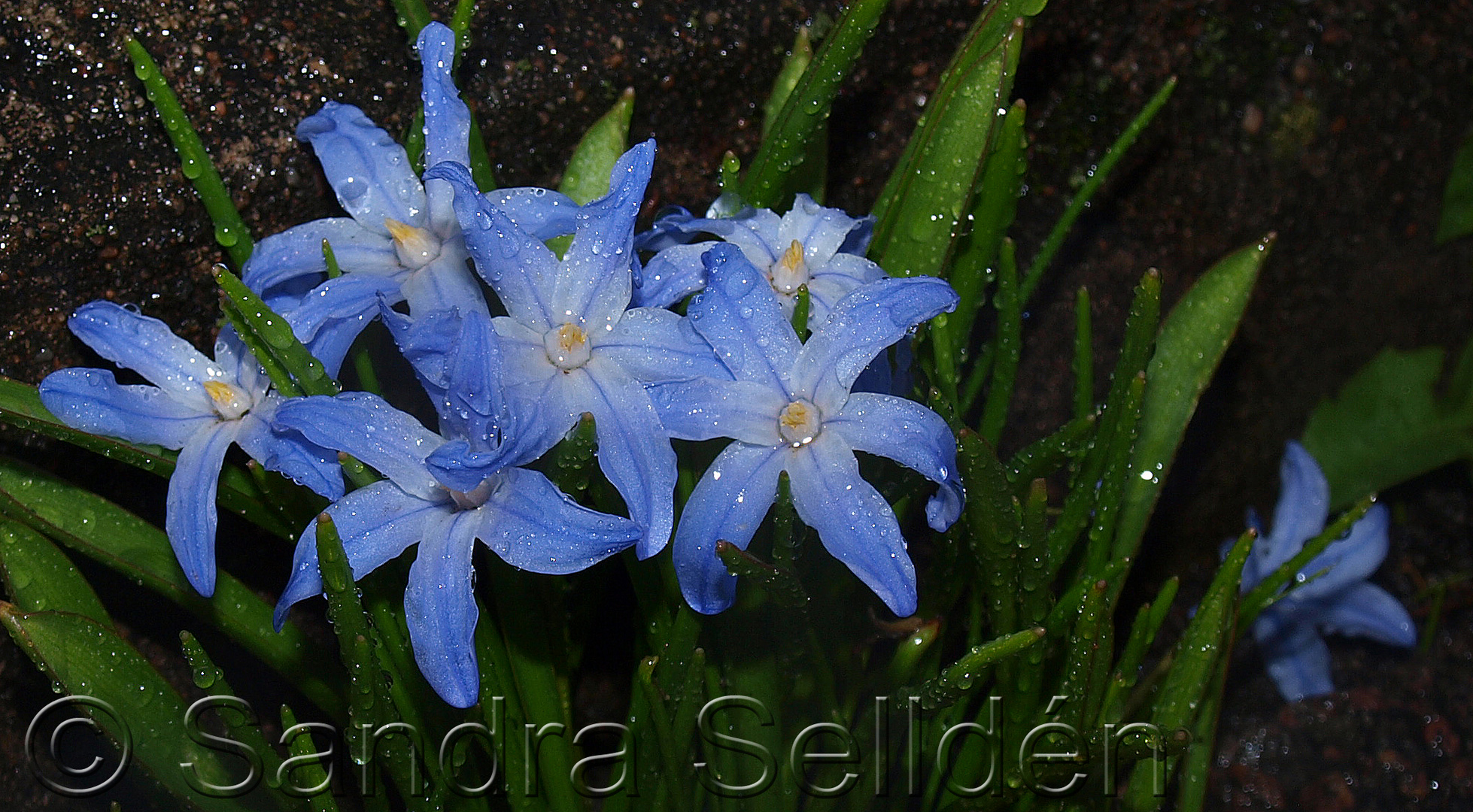 Flower with raindrops